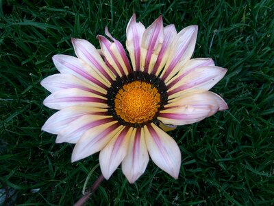 Earth day asteraceae petals photo