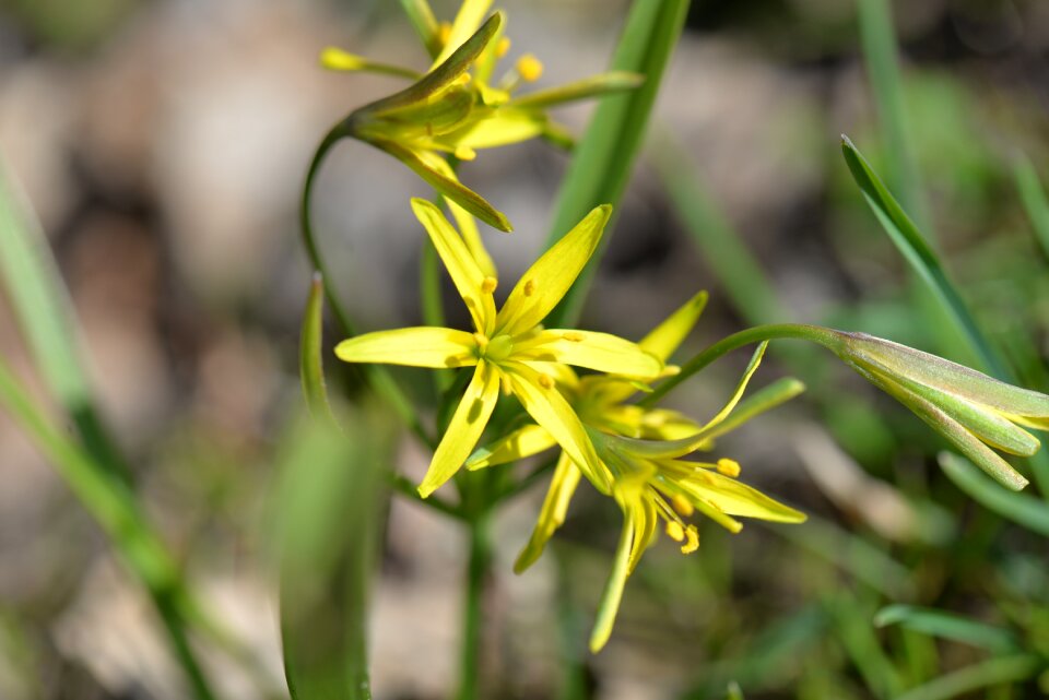 Spring flower close up
