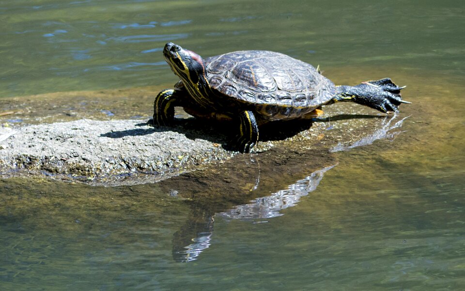 Red-eared slider east park sun