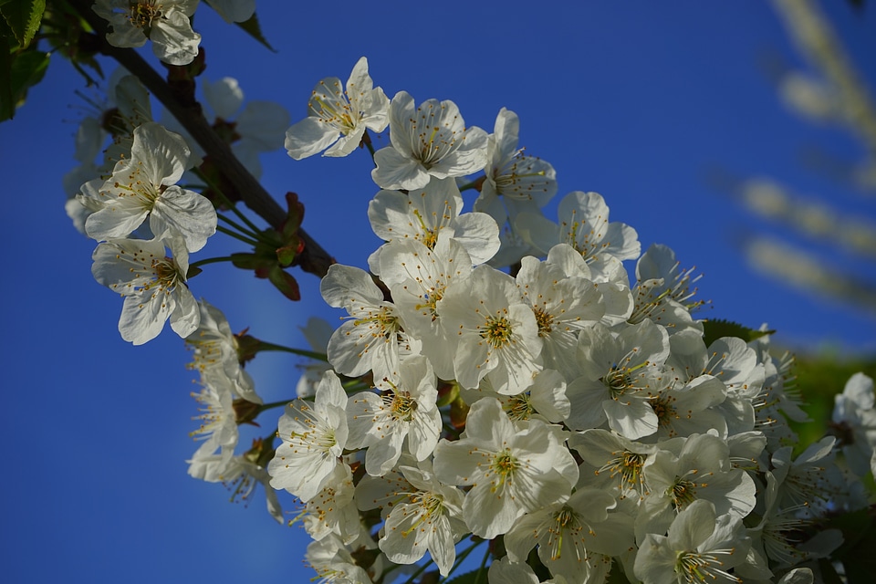 Cherry tree white branch
