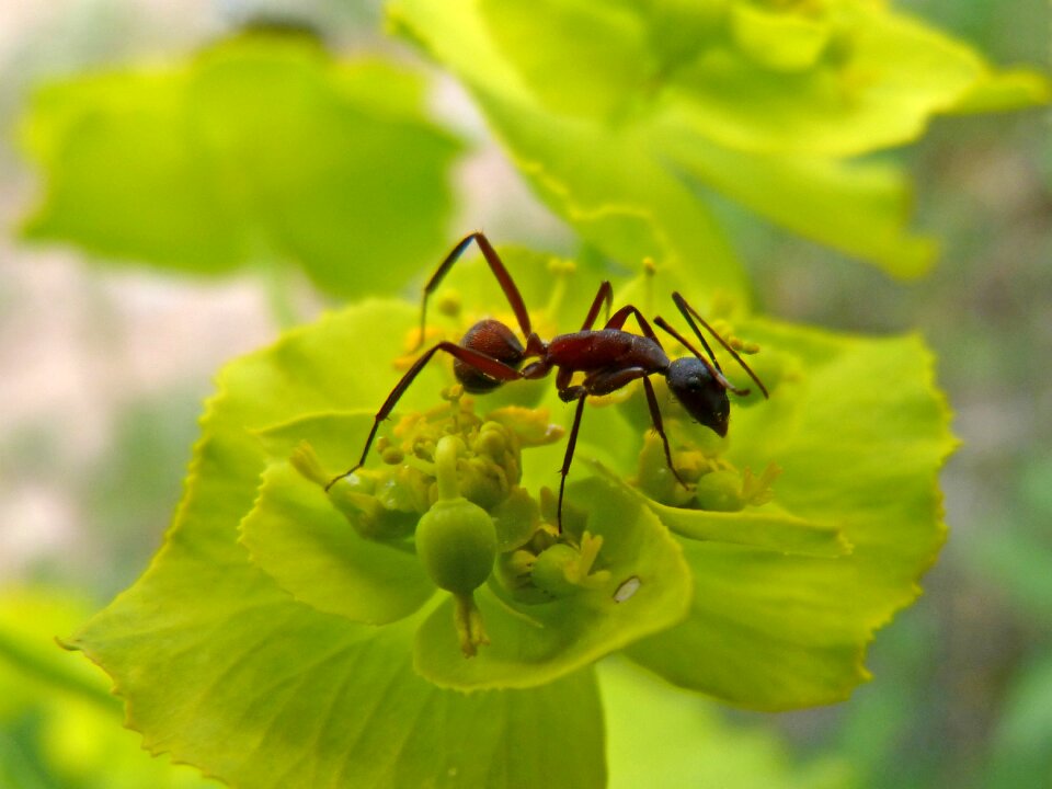 Ant insect detail