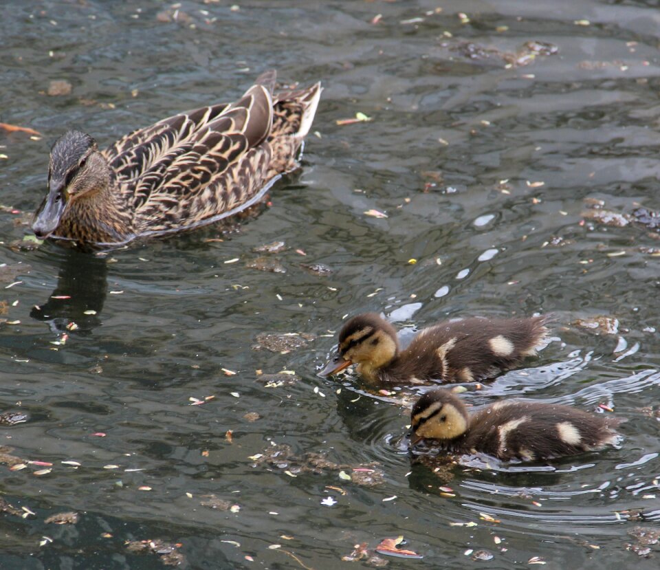 Lake park water photo