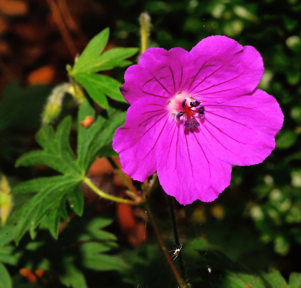 Bloom purple plant photo