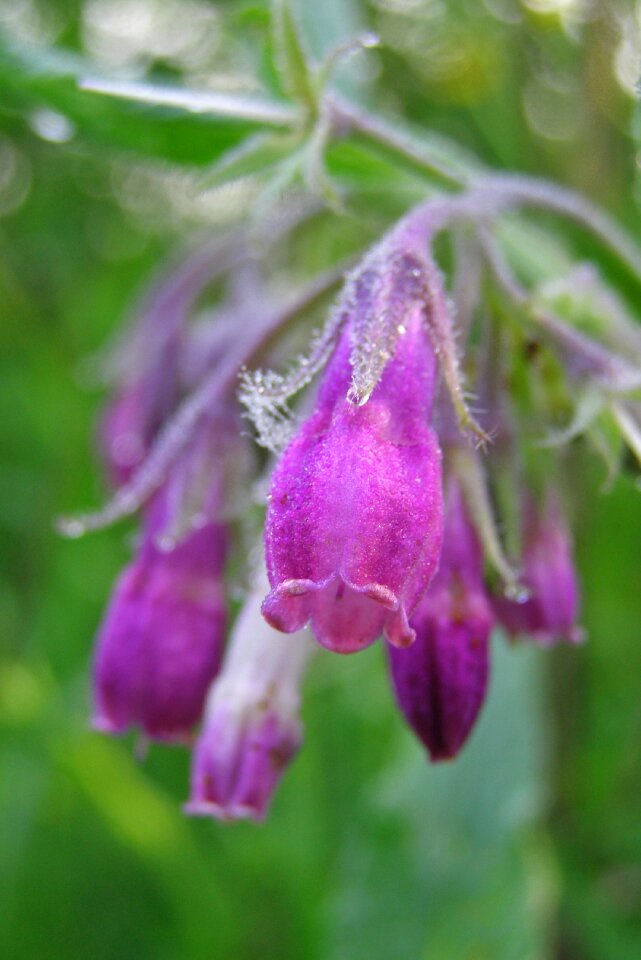 Macro a medicinal plant symphytum officinale