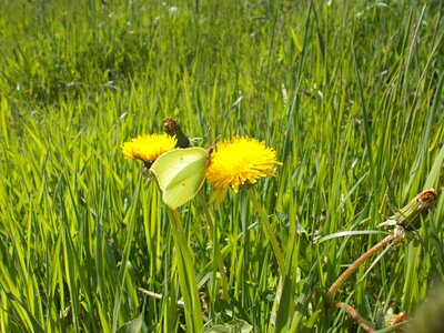 Flower environment gonepteryx rhamni