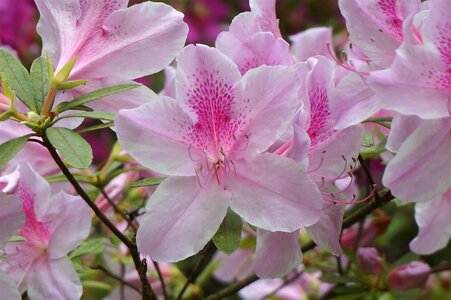 Light pink spring garden photo