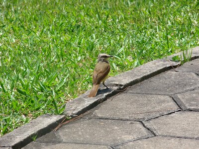 Bird brazilian grass photo