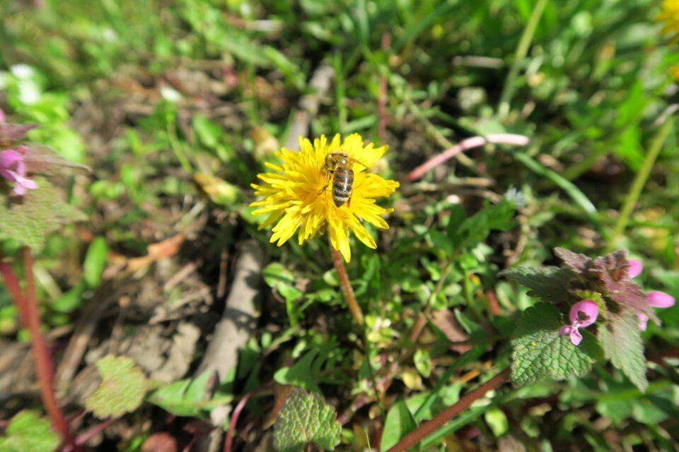 Yellow spring flower meadow