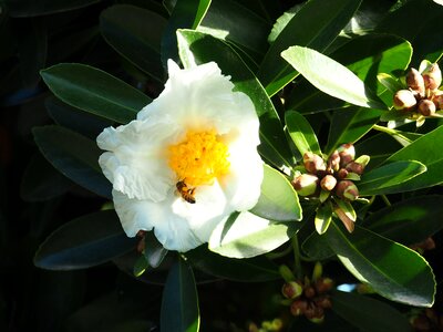 Wasp fried-egg flower