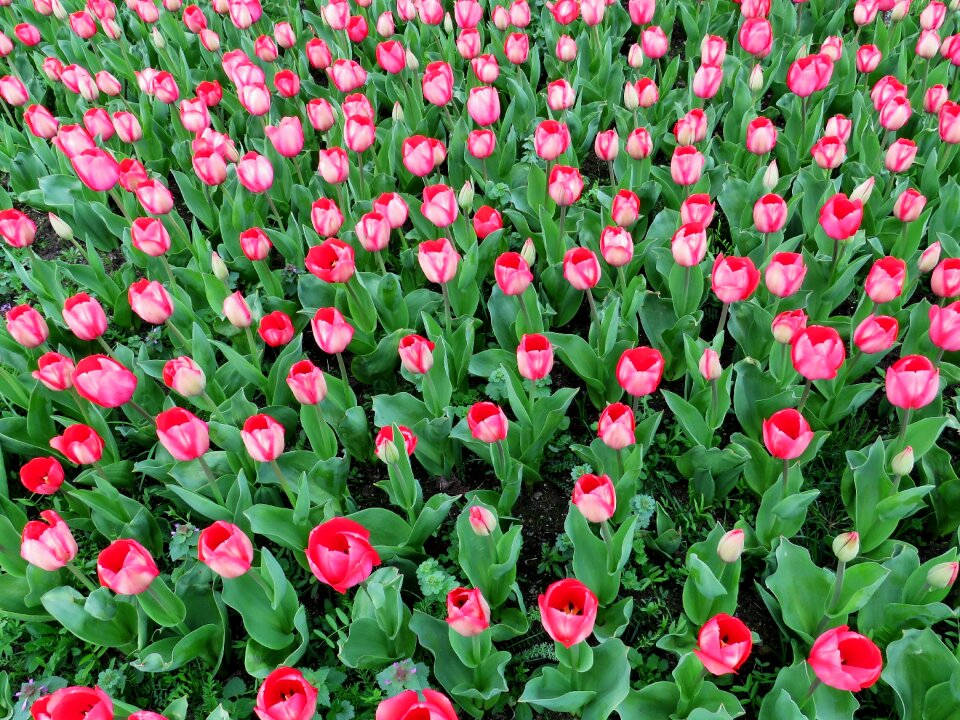 Spring flower sea of flowers pink