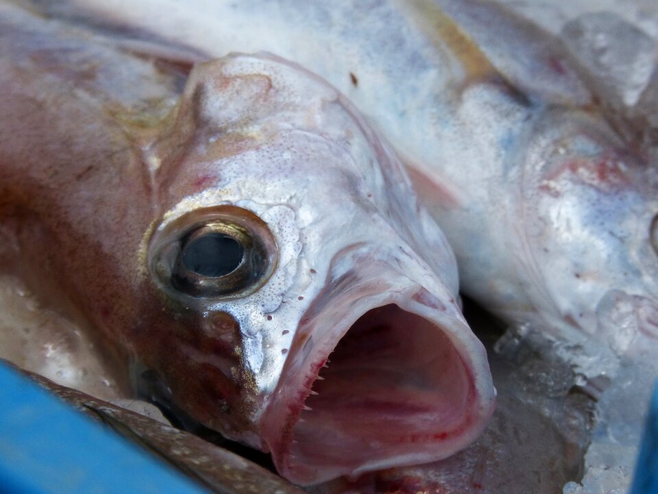 Food fresh fish maira