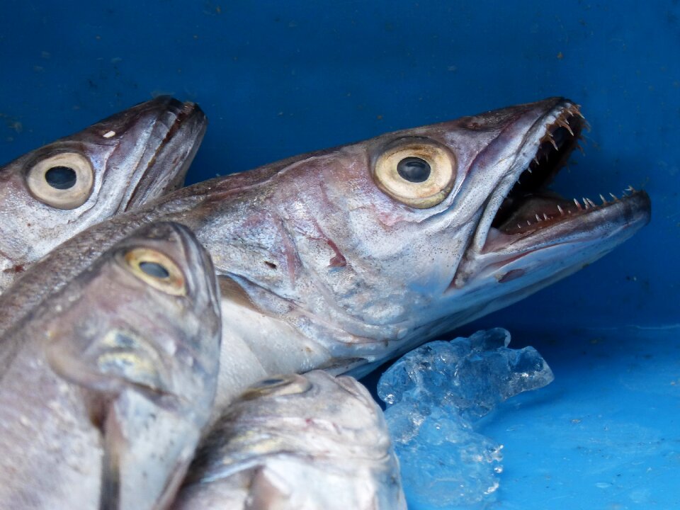 Food fresh fish maira
