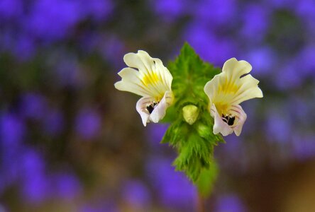 Macro euphrasia rostkoviana plant wild