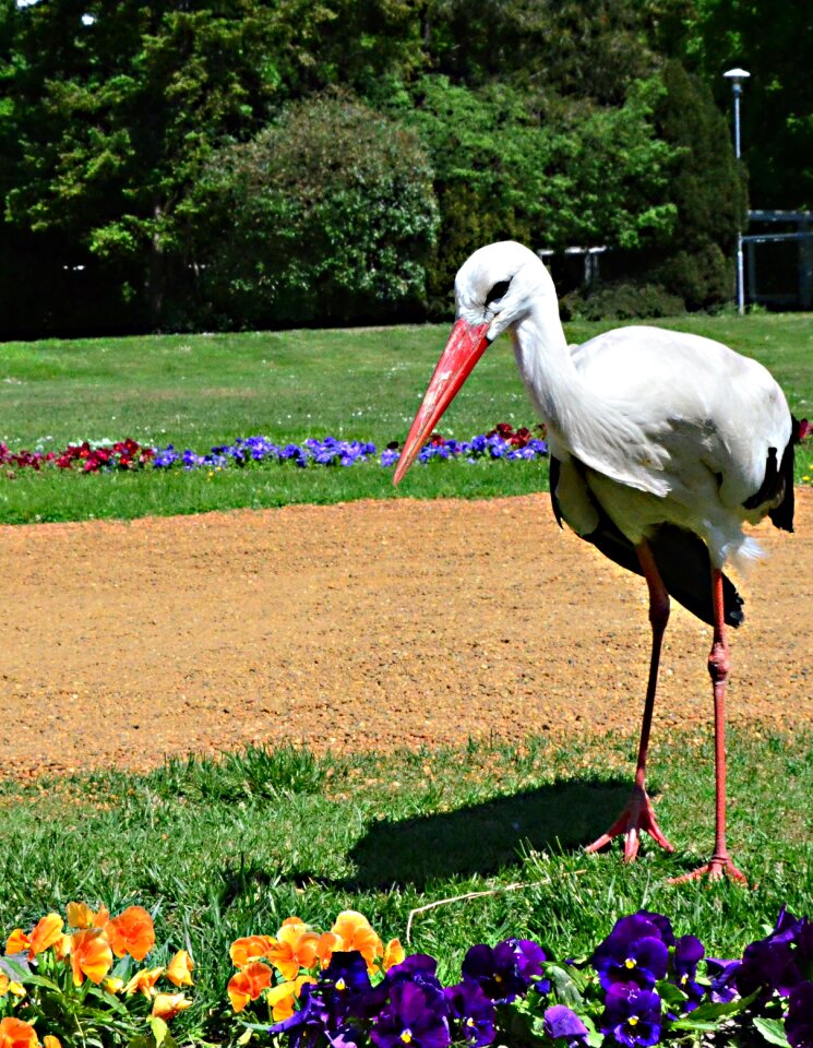 Stork margaret island sunlight