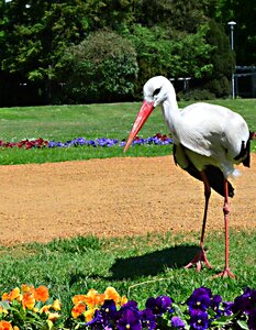 Stork margaret island sunlight