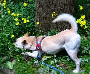 Aroma field flowers based on stray dogs photo