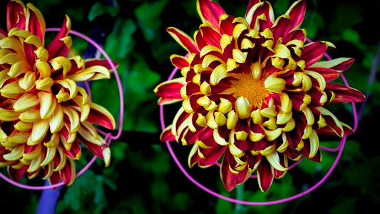 Chrysanthemum phase paradise tomoenishiki