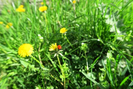 Yellow spring flower meadow photo
