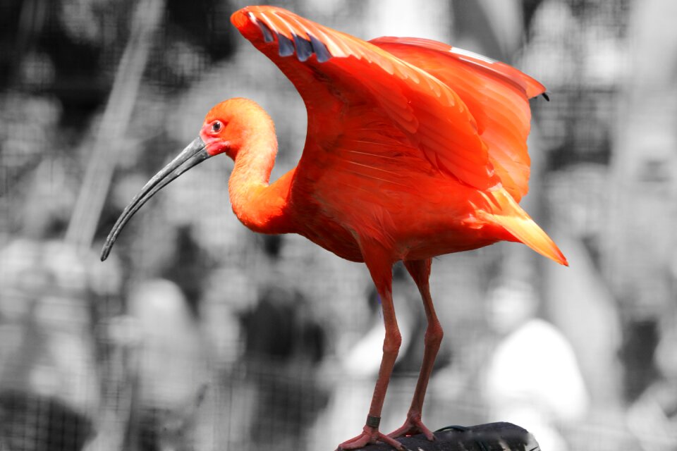 Bird feathers beak
