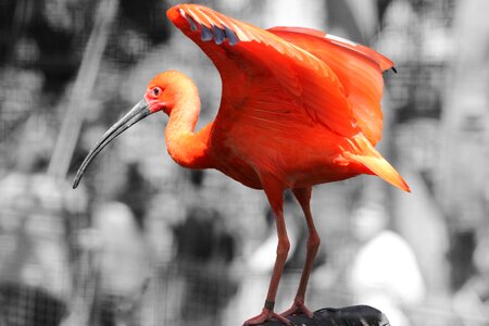 Bird feathers beak