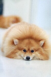 White feather breed cute