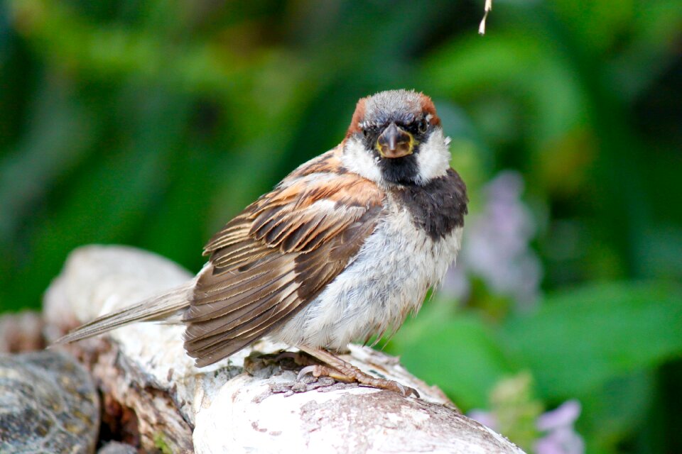 Wildlife sitting