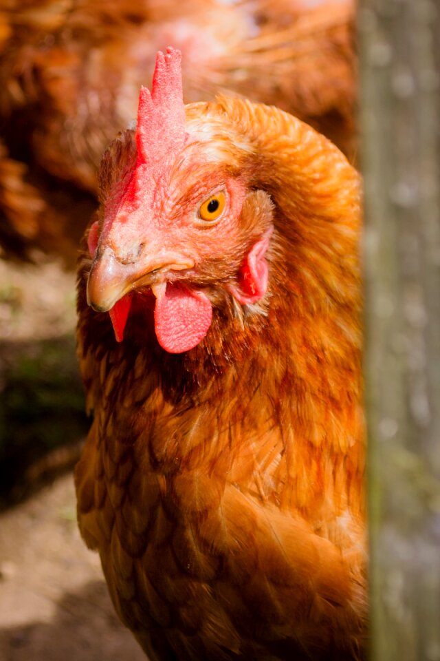 Poultry rural hen photo