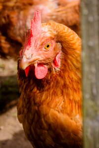 Poultry rural hen