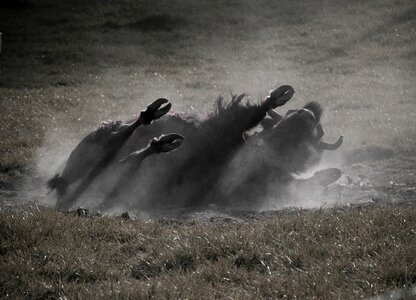 Wild american buffalo bison