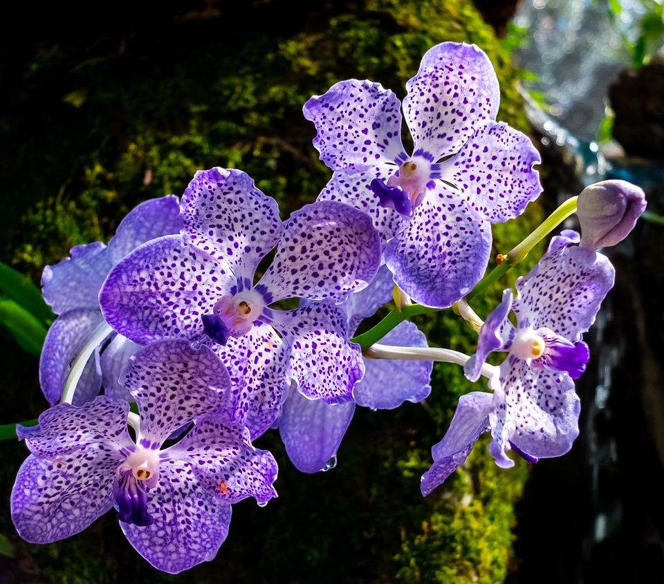 Blossom bloom purple