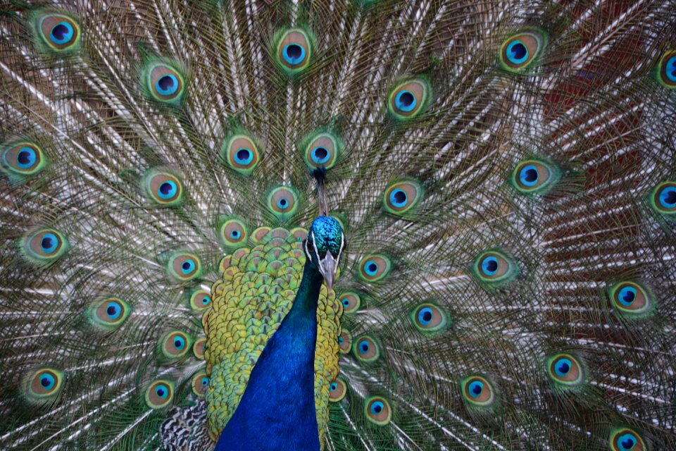 Peacock blue green