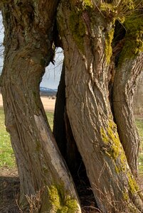 Log nature gnarled