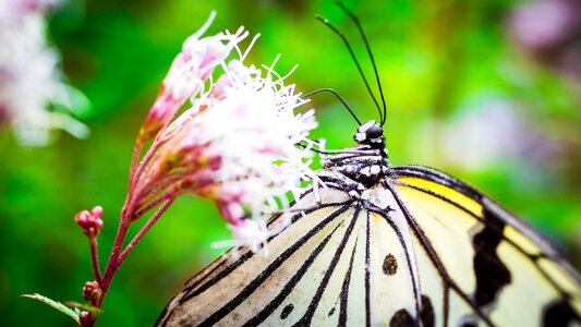 Minoo insectarium butterfly
