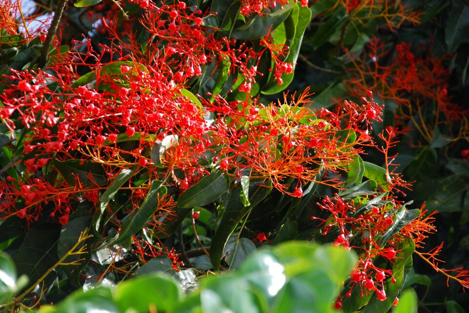 Red crimson scarlet