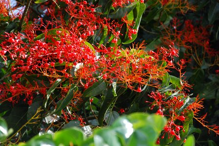 Red crimson scarlet