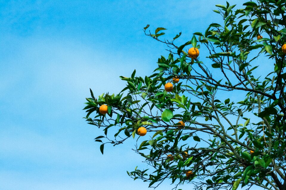 Orange tree blue sky natural