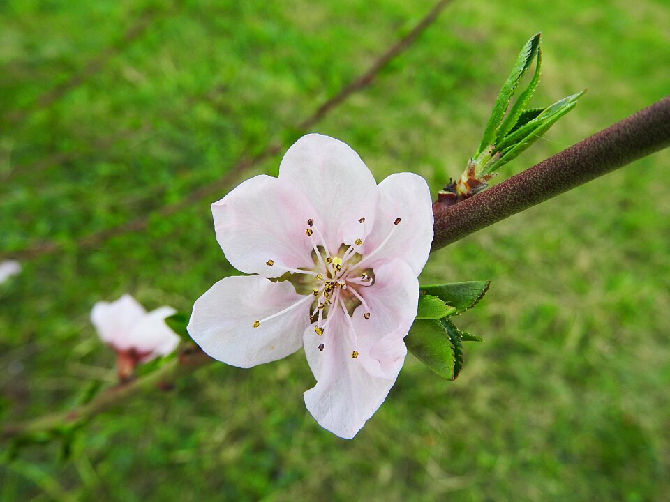 Bloom peach tree blossom