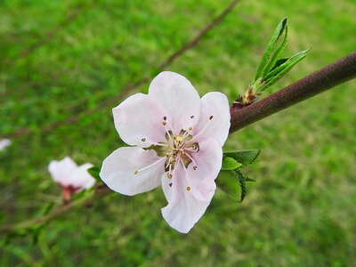 Bloom peach tree blossom
