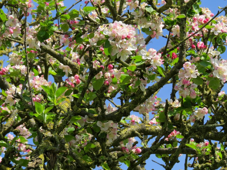 Tree garden fruit tree