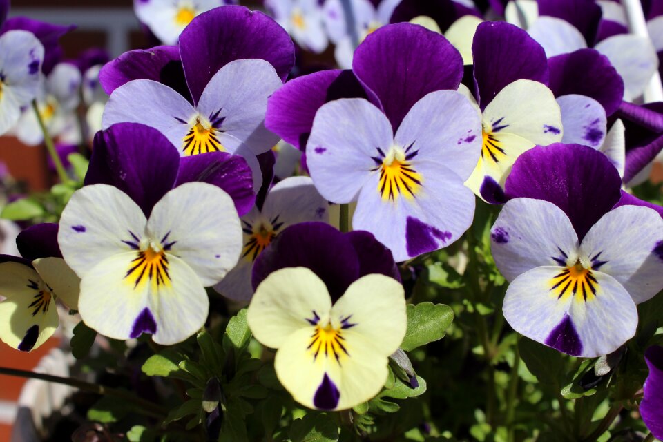 Purple white nature