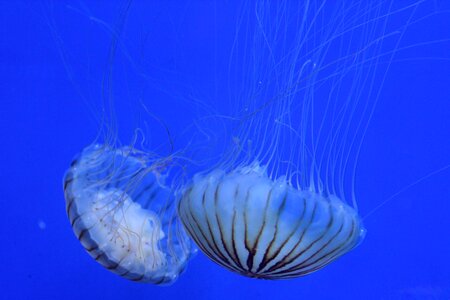 Blue seabed ocean