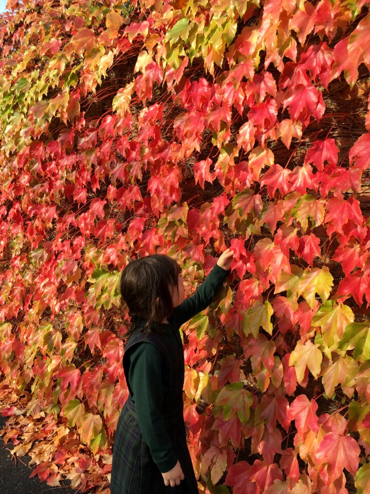 Red orange nature