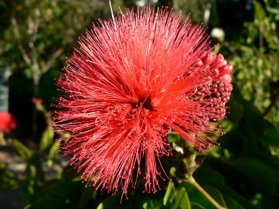 Bush calliandra grandiflora garden photo