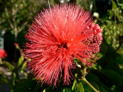 Bush calliandra grandiflora garden