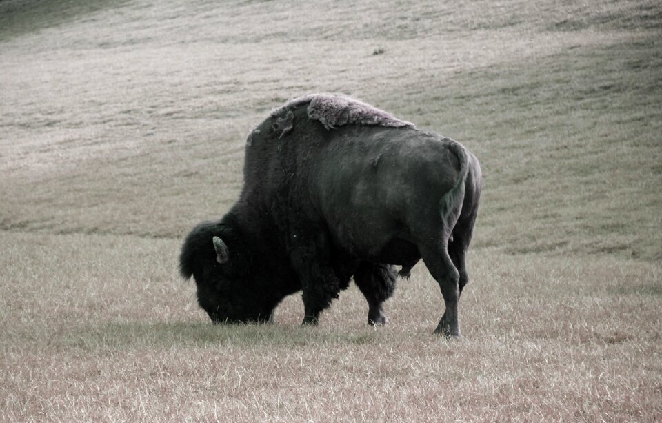 American buffalo bison buffalo