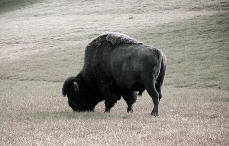 American buffalo bison buffalo