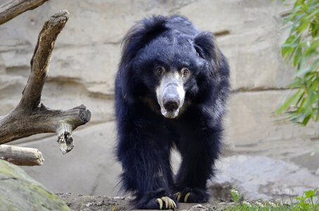 Bear snout predator photo