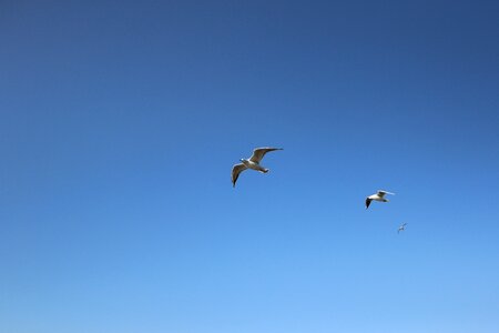 Flight wings birds photo