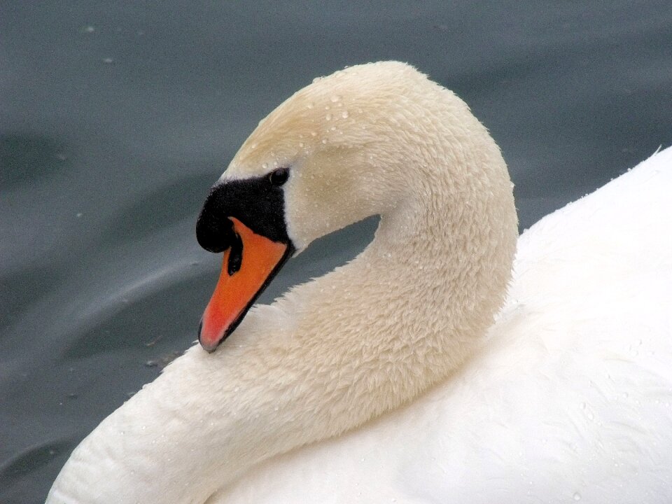 White calm elegance