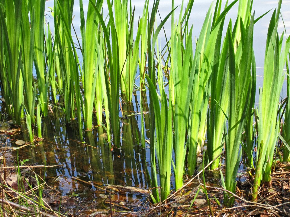 Reed foliation spring